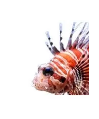 Feuerfisch