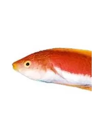 Lippfische