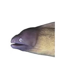 Muränen