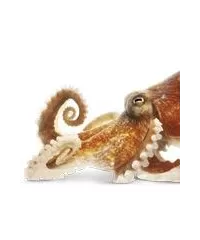 Andere Fische