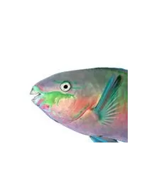 Papageienfisch