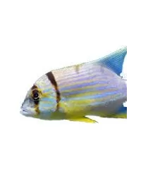 Schnapper