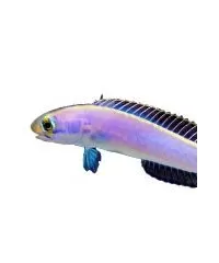 Tilefisch
