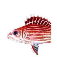 Soldatenfisch