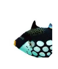 Drückerfisch
