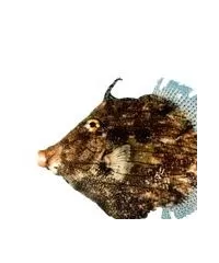 Feilenfischen