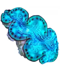 Tridacna