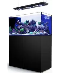 Aquarium Red Sea