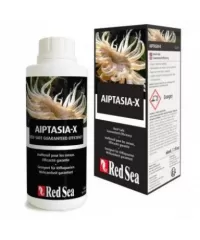 Aiptasie