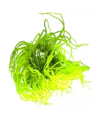 Cerianthus