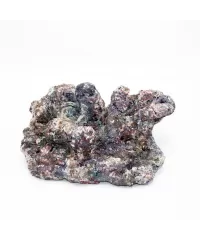 Dutch Reef Rock