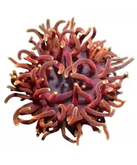 Seeanemonen