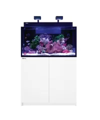 Red Sea Max