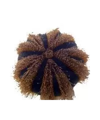 Seeigel