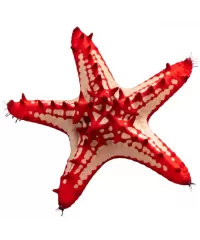 Seestern