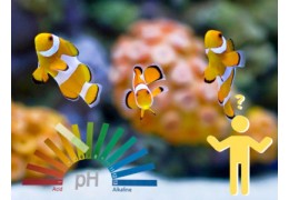 Het belang van waterparameters in zeewateraquaria