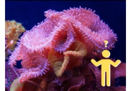 Top 10 kleurrijke koraalsoorten voor je zeewateraquarium