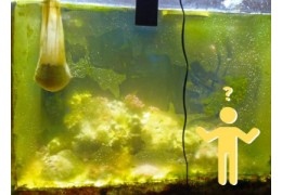 Hoe om te gaan met algengroei in je zeewateraquarium?