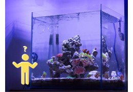 Waarom een nano zeeaquarium ideaal is voor beginners