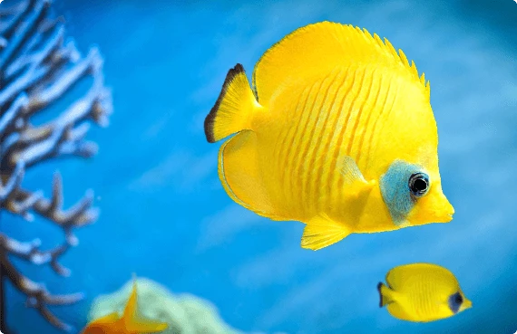 Mehr als 5000 exotische Fischkorallen auf Lager